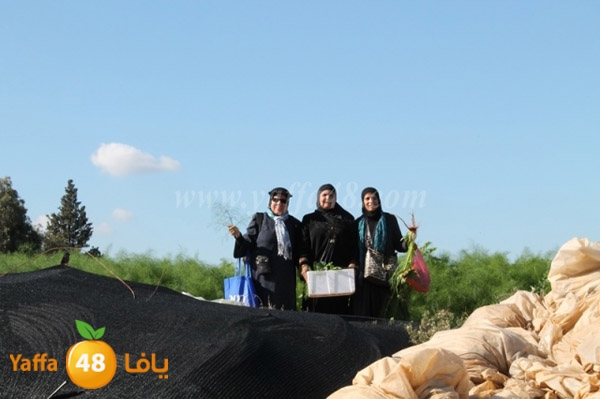 re7la tolkarem (84).JPG